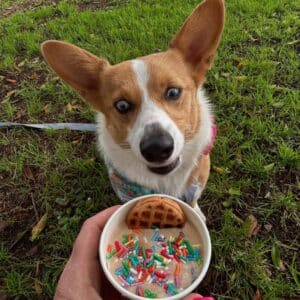Tiffa's Doggo FroYo