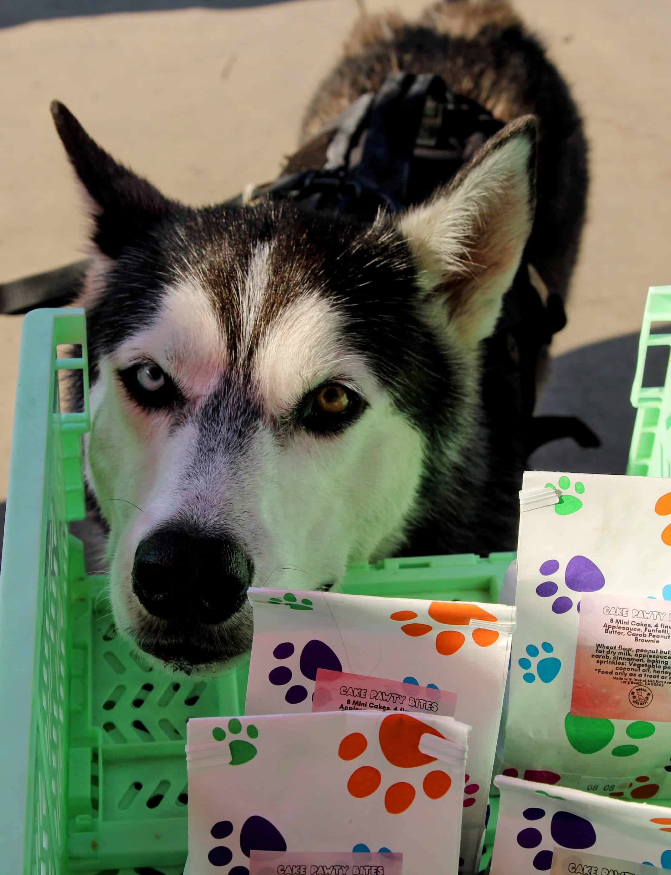 Cake Pawty Bites - Image 3