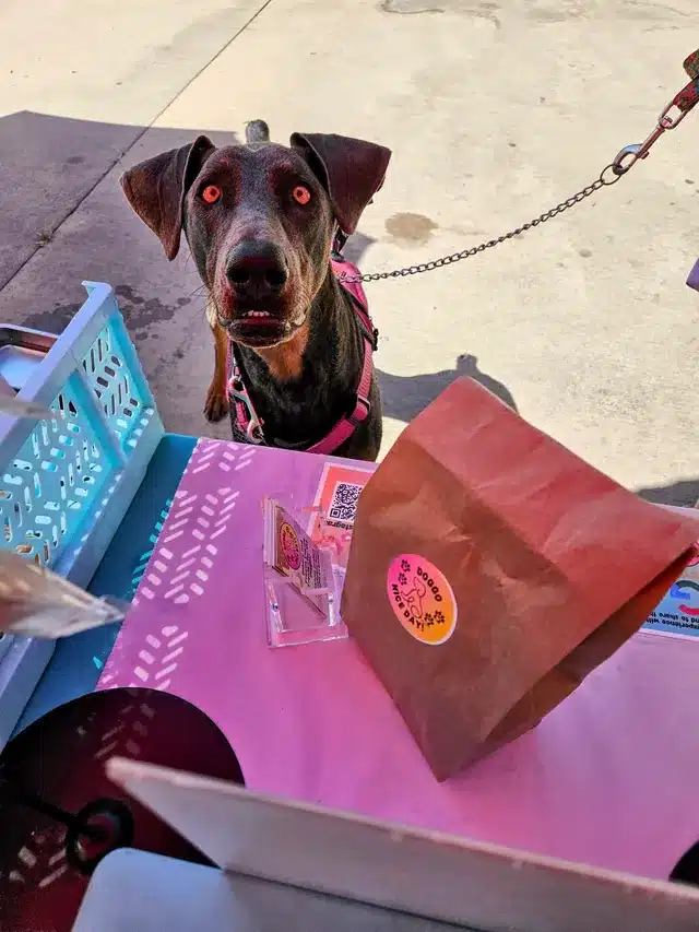 Dog looking at a Doggo Nice Day treat bag
