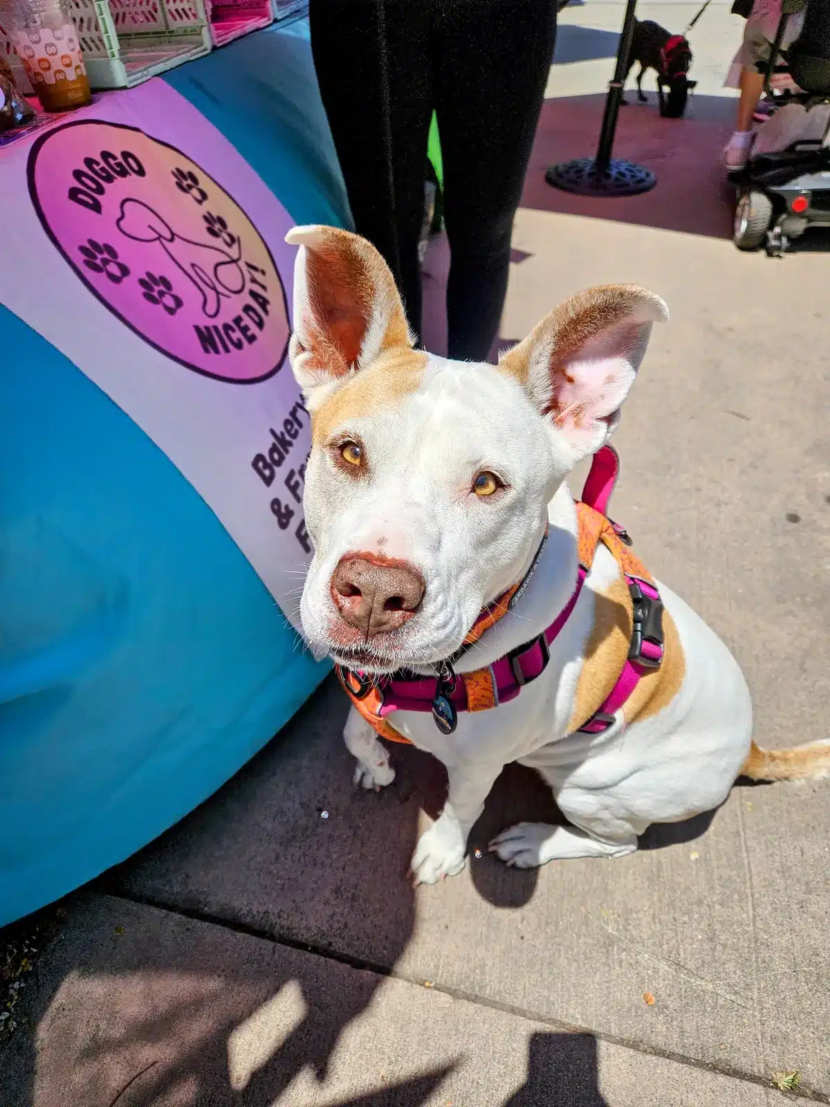 Dog sitting beside the Doggo Nice Day booth