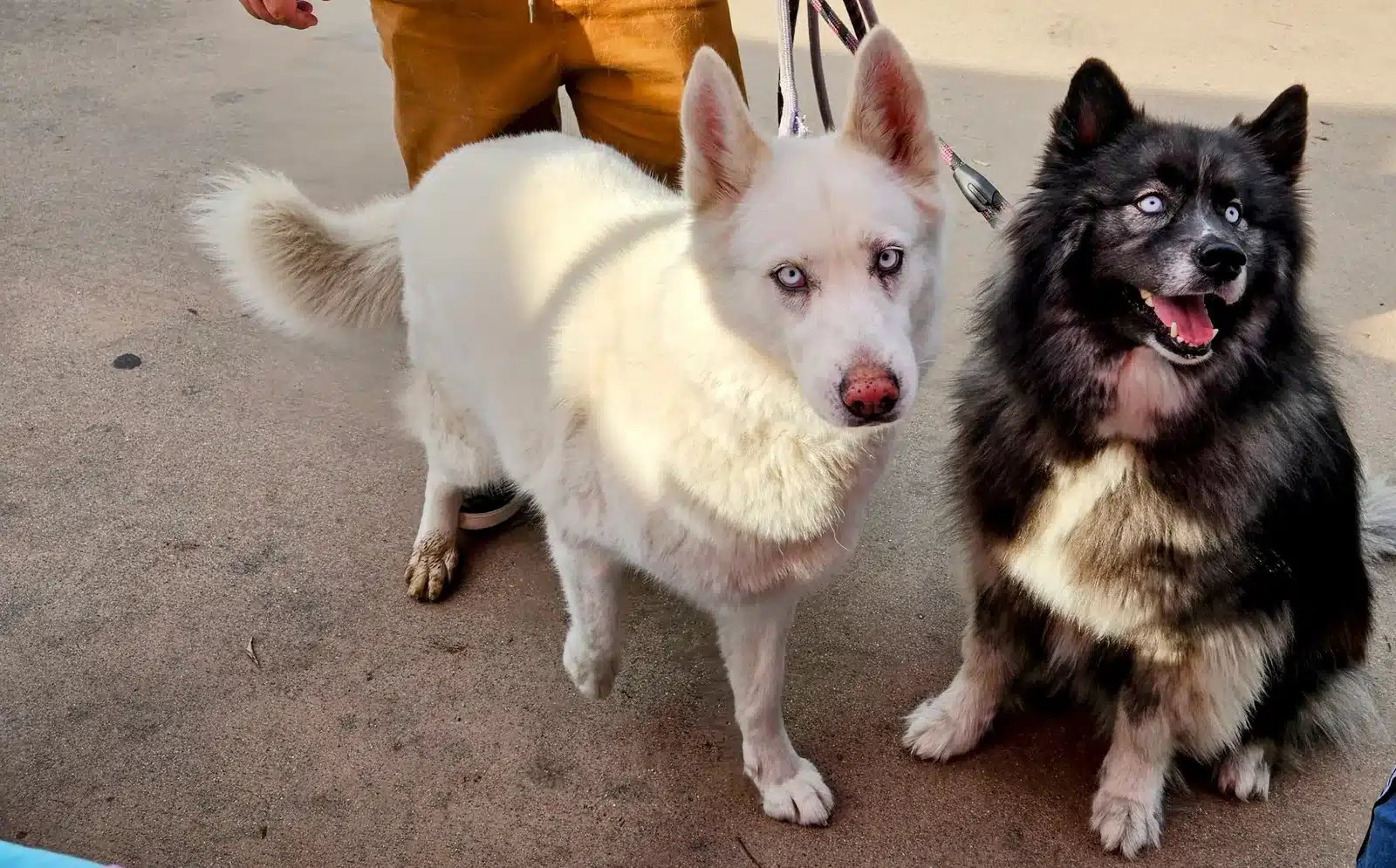 Two happy doggos at a farmers market