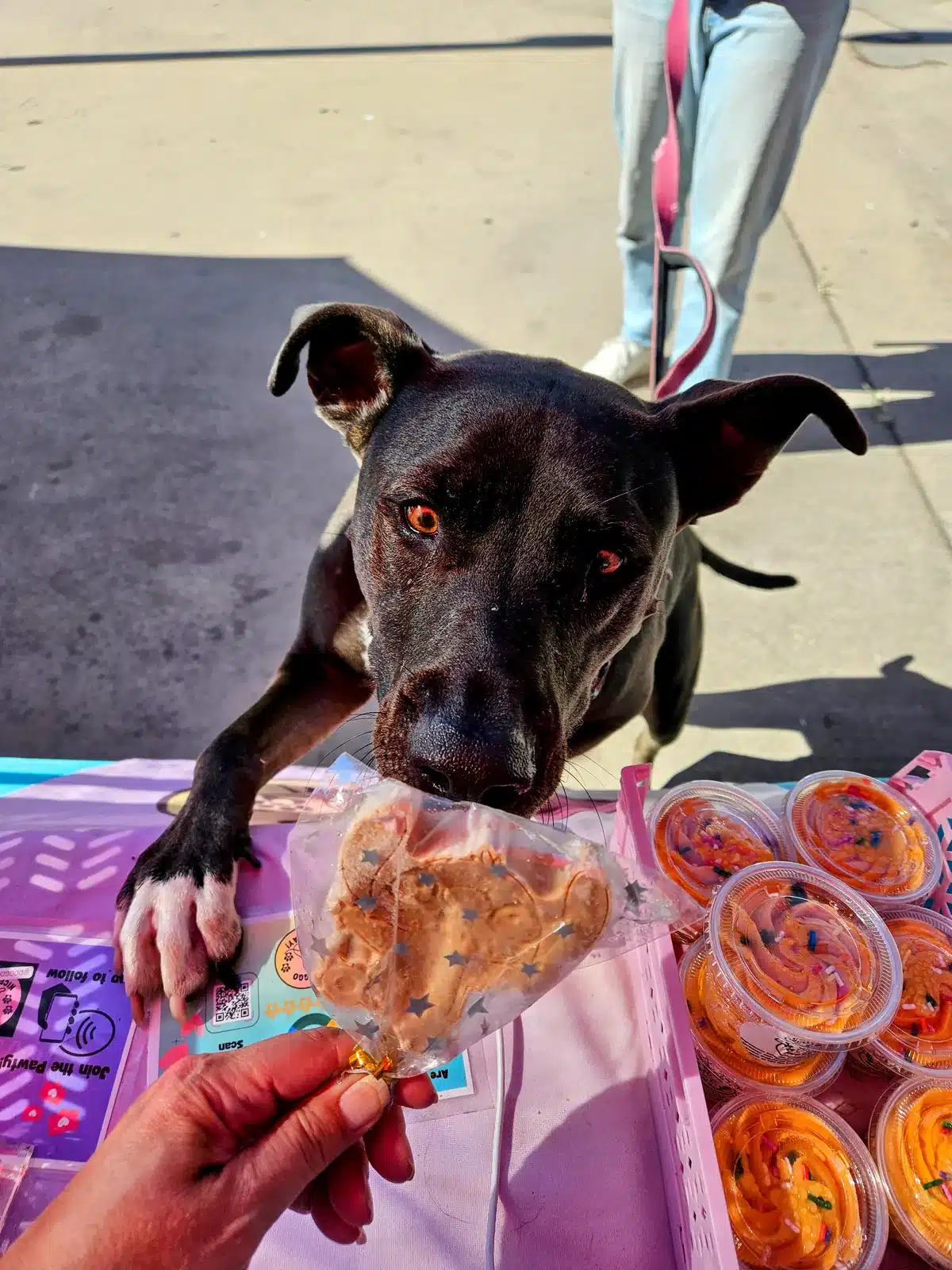 Dog choosing a wrapped Doggo Nice Day treat beside pupcakes