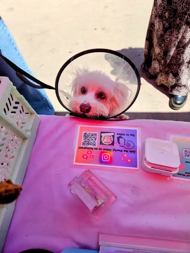 Small white dog peeking over the farmers market table